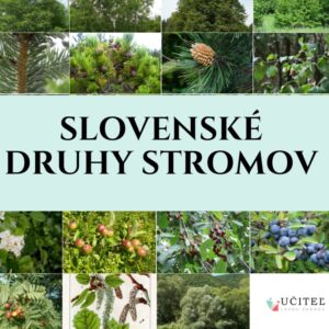 Materiál pre učiteľov: Stromy