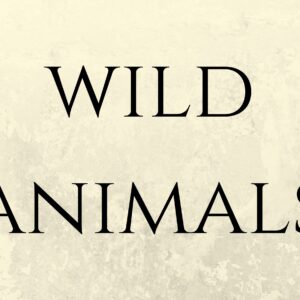 Flash card WILD ANIMALS